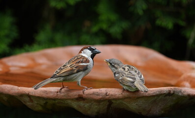 sparrows at the birdbath,sperlinge an der vogeltränke