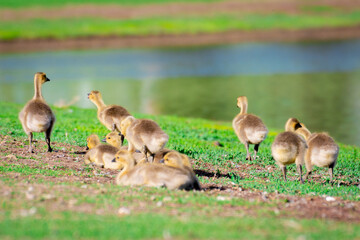 Goslings walking away.  Baby geese. canada.