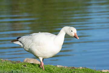 Snow goose with water behind.  Isolated waterfowl bird in spring or summer