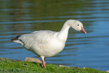 snow goose isolated bird white