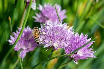 chives with honey bee purple flower polinating