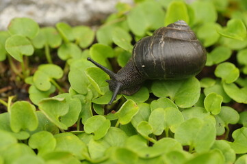 黒いカタツムリ