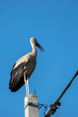 Tired stork with long red beak resting on the pole