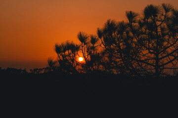 Silhouette photo of chir pine tree and orange sun in between tree during sunset - Powered by Adobe