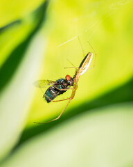 spider eating a fly with web in hosta long jawed orb weaver