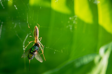 spider eating a fly with web in hosta long jawed orb weaver - Powered by Adobe