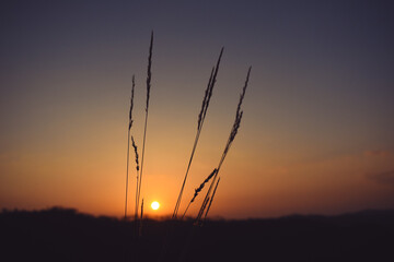 Silhouette photo of wild yellow grass in foreground and sunset in background
