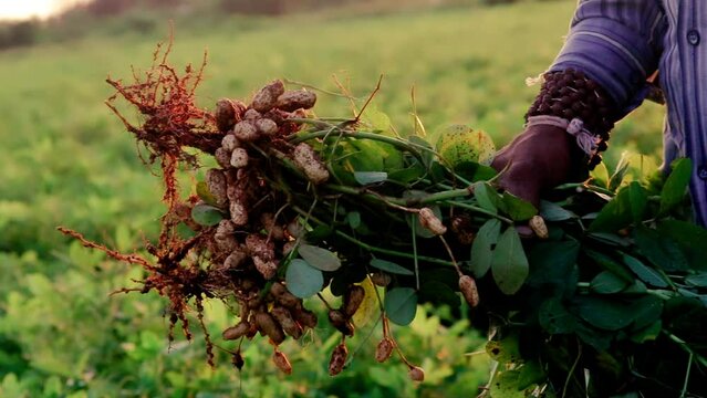 peanut raw food,peanut roots and plants in farming field,peanut plant in sunset time,close up hand farmer harvesting peanut in the field,