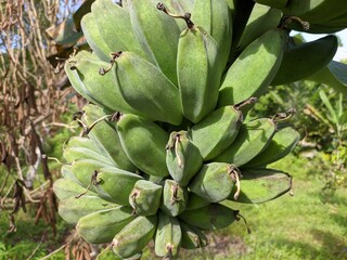 kepok banana (Musa acuminata × balbisiana) is on the tree