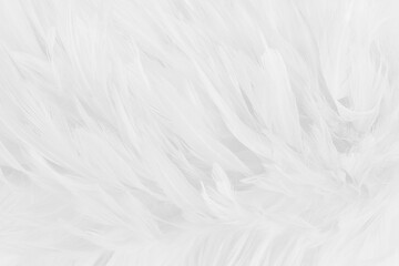 Beautiful white grey bird feathers pattern texture background.