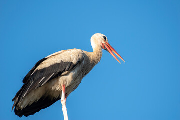 Tired stork with long red beak resting on the pole