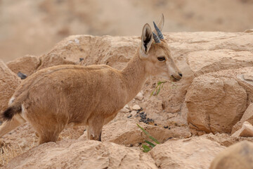 Ibexes are standing on a cliff in a desert landscape.