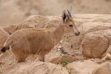 Outdoor-Kissen Ibexes are standing on a cliff in a desert landscape. © MagioreStockStudio