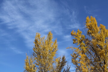 Fototapeta na wymiar イチョウの黄葉と秋の空