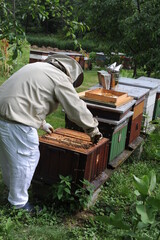 Beekeeper or apiarist at the beehive in orchard in apiary for ecological and organic honey production by bees with green grass