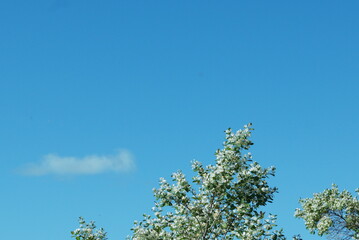 Cherry trees reach up into the sky