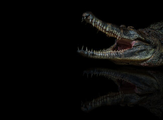 Close crocodile portrait on black background with reflection