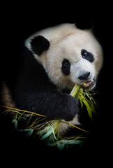 giant panda bear eating bamboo on black background