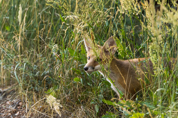 Ein junger Fuchs schaut neugierig aus dem hohen Gras