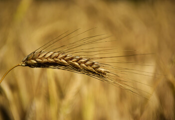 close up view of golden color barley ear and field. concept of farming and organic food production....