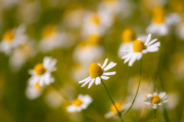 Chamomile flowers or scented mayweed (Matricaria chamomilla) on a meadow in Iserlohn Sauerland Germany. Wild flower is an annual plant of the composite family Asteraceae. Dried flower used for tea.