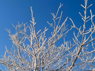 snow covered branches