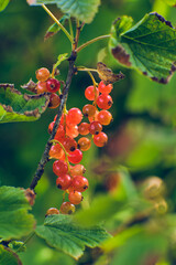 Fototapeta premium Red currants in sunshine growing in the garden. High quality photo
