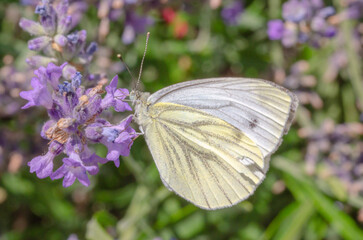 A butterfly on a flower