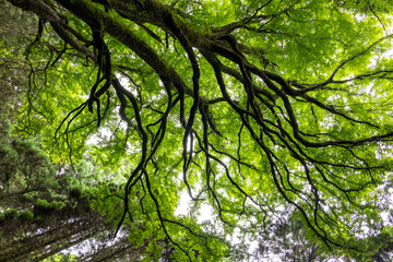 下合瀬の大カツラ