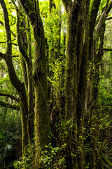 下合瀬の大カツラ