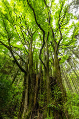 下合瀬の大カツラ