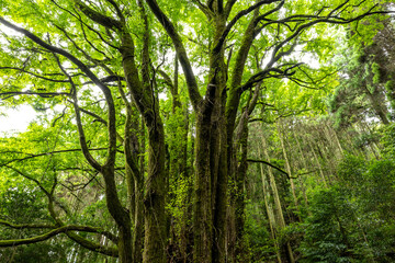 下合瀬の大カツラ