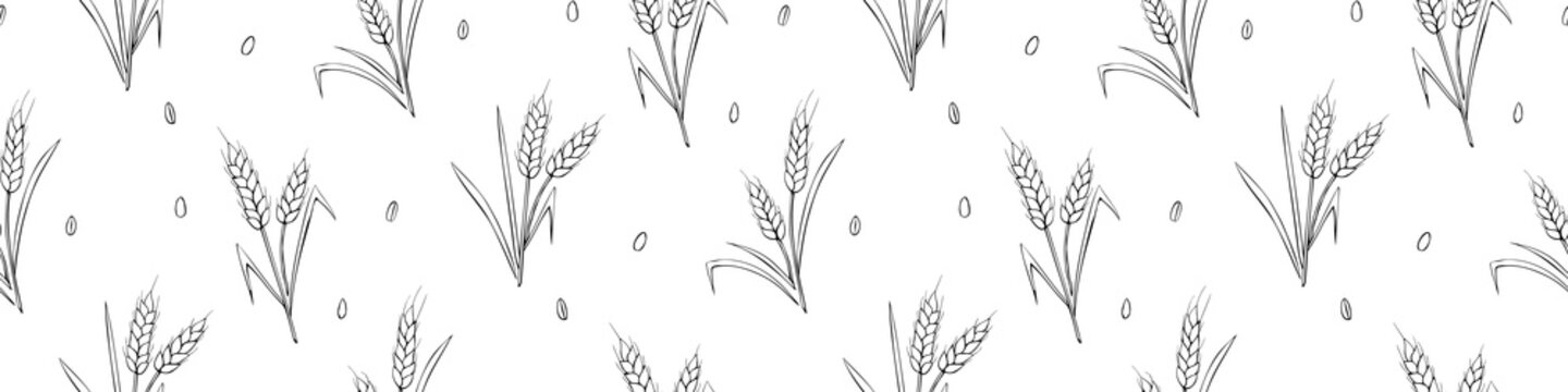 Wheat spikelets and grains, vector seamless pattern. Outline drawn in sketch style isolated. Design of print, wrapping paper, packaging on theme of bakery products, flour, harvest, thanksgiving.