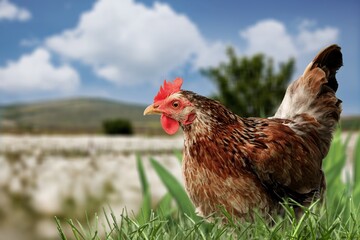 Chicken with light brown feathers in the garden on the farm. Breeding chickens