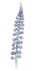 Fototapeta na wymiar Lupine pencil drawing. Hand drawn flower sketch isolated on white background.