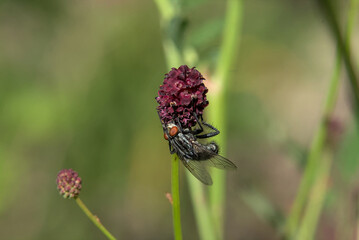 Fly sitting on a dark red flower