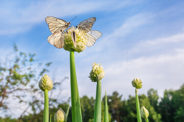 Beautiful white butterflies sit on a green onion flower in the garden in summer