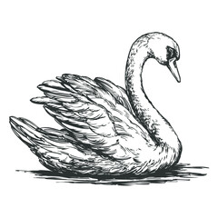 white Swan bird on the pond, hand drawn vector illustration realistic sketch. © vladischern