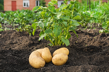 Fresh white potatoes are grown in the garden. Potato plant and tubers on a plantation in the garden