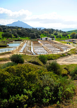 Producci&oacute;n de sal de forma tradicional en unas salinas de interior. Salinas de Iptuci en Prado del Rey, provincia de C&aacute;diz Andaluc&iacute;a Espa&ntilde;a. 