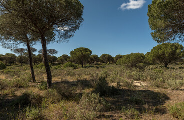 Fototapeta na wymiar Landscape of Donana National Park in Andalusia, Spain