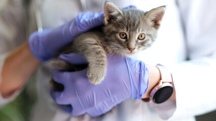 Female doctor veterinarian holding small kitten in hands - Powered by Adobe