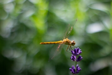 dragonfly on a flower