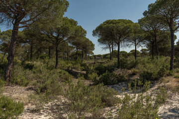 Fototapeta na wymiar Landscape of Donana National Park in Andalusia, Spain