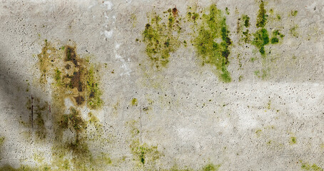 Closeup cement wall with moss