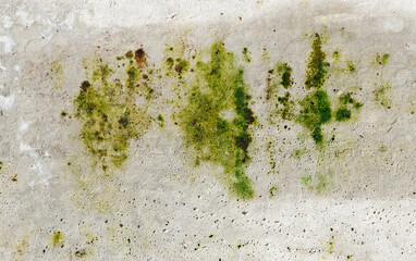 Closeup cement wall with moss