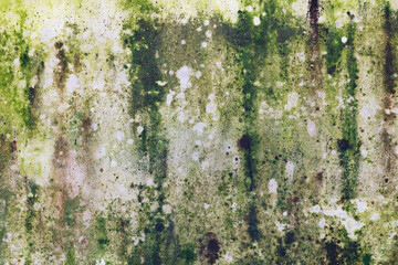 Closeup cement wall with moss