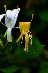 white and yellow flower