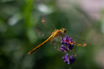 Fototapeta na wymiar close up of dragonfly