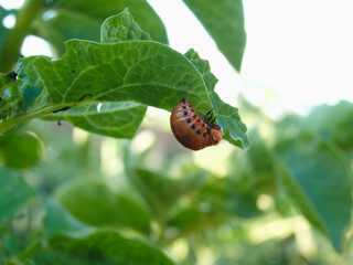 One larva of a Colorado potato beetle crawls on a pitted potato leaf. Close-up. illustration on the theme of protecting agricultural plants from bugs and pests.